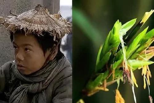 Người xưa có câu: 'Tre nở hoa, phải dời ngay đi', có cơ sở nào không? Tre nở hoa đáng sợ như thế nào?