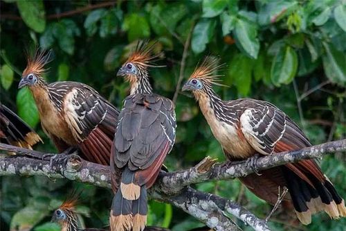 Loài gà bí ẩn nhất hành tinh: Bay lượn như chim, mới đẻ ra đã có móng vuốt ở cánh