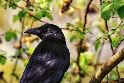 Vì sao người xưa kiêng hai loài chim bay vào nhà? Cần cẩn thận với điềm báo xui rủi này