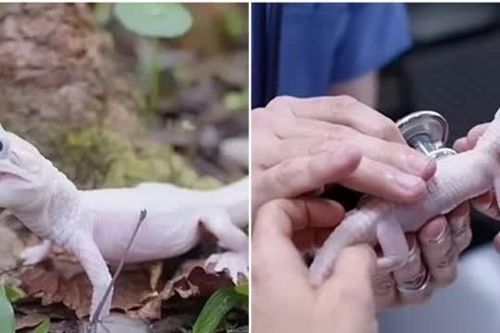 Loài cá sấu quý hiếm nhất thế giới có đôi mắt xanh như pha lê và vảy màu trắng, giá trị cực 'khủng'