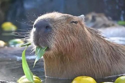 Phân của capybara ngon như thế nào? Tại sao động vật xếp hàng ăn, cá sấu còn làm 'vệ sĩ' cho nó để có miếng phân ăn