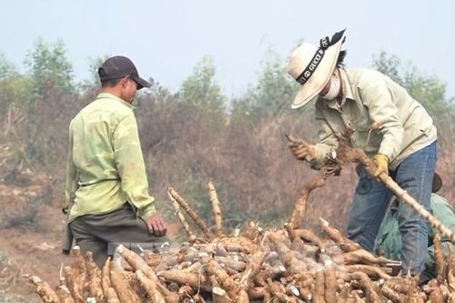 Niên vụ sắn 2024-2025: Giá thu mua thấp hơn so với cùng kỳ