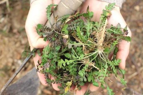 Loại rau giúp ngăn ngừa mỡ máu, mỡ gan và rất tốt cho sức khỏe sinh sản của phụ nữ