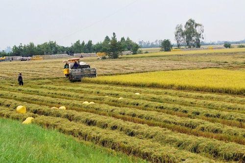 Ngành nông nghiệp An Giang 'về đích' cuối năm