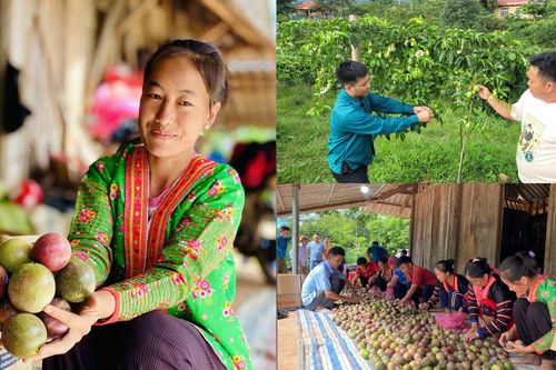 Sản xuất nông nghiệp ứng dụng công nghệ cao ở Nậm Pồ