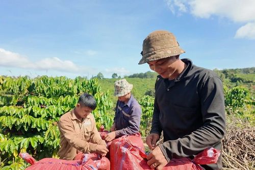Gia Lai rộn ràng mùa thu hoạch cà phê