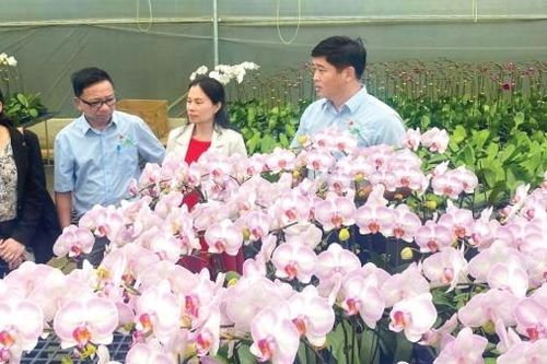 Chào mừng Festival Hoa Đà Lạt lần thứ X - năm 2024: Hình thành trung tâm sản xuất hoa hàng đầu Đông Nam Á
