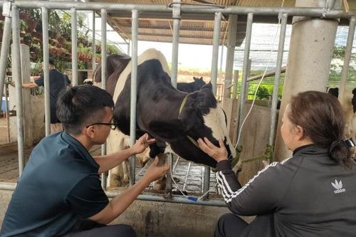 Hơn 35,5 tỷ đồng bồi thường, hỗ trợ cho các hộ dân có bò sữa bị thiệt hại do tiêm vắc xin