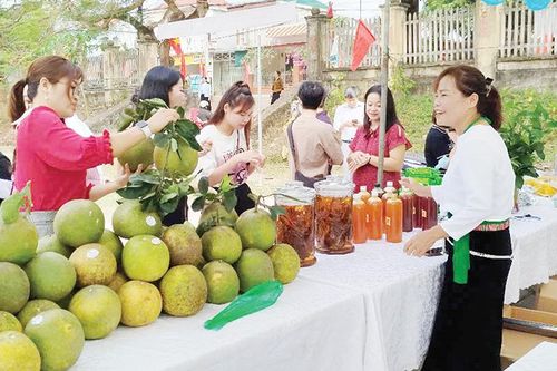 Phát triển cây bưởi bền vững