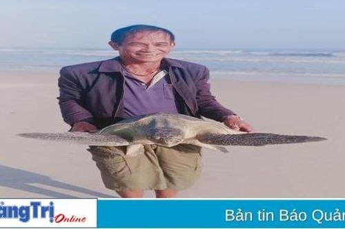 Vĩnh Linh: Cứu hộ và thả cá thể đồi mồi dứa về môi trường biển