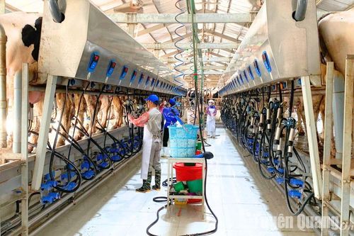 Sản lượng sữa tươi đạt trên 36.800 tấn, cao nhất từ trước đến nay