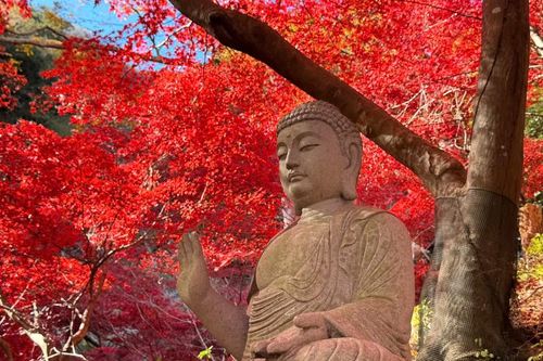 Nhật Bản: Lên chùa Đại Sơn ngắm lá thu đổi màu
