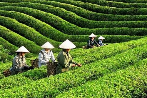 Tổng công ty Chè Nghệ An bị công ty kiểm toán ngừng hợp tác