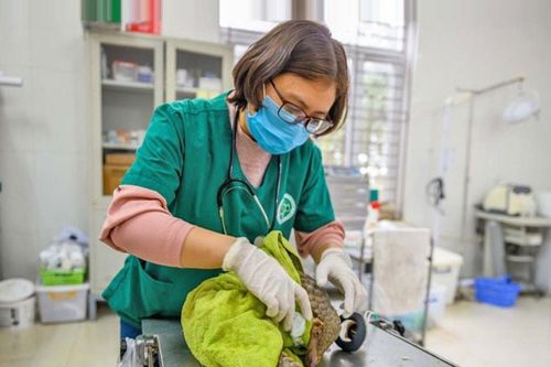 Bác sĩ thú y của Trung tâm Cứu hộ động vật hoang dã Hà Nội:Tận tâm với nghề