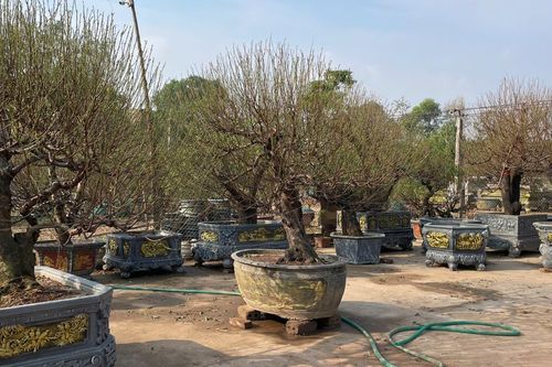 Người dân Vân Tảo hối hả cho vụ đào tết Nguyên đán Ất Tỵ 2025