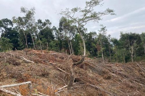 Gia tăng số vụ phá rừng trên địa bàn huyện Điện Biên Đông