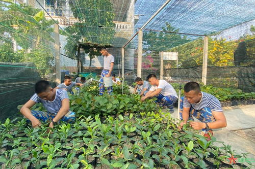 Chương trình 'Xanh hóa Trường Sa' được thực hiện hiệu quả
