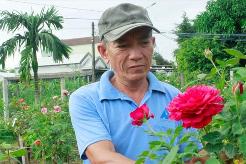 Nông dân Quảng Ngãi trồng giống mới, đa dạng hóa hoa tết