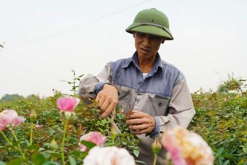 Người dân vùng trồng hoa Mê Linh tất bật vào vụ Tết Nguyên đán