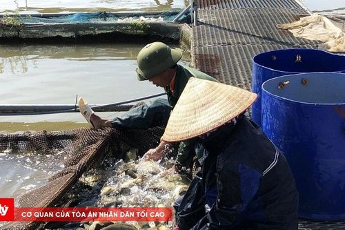 Vực dậy nghề nuôi cá lồng ở Hải Dương sau bão