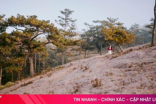 Đồi cỏ tuyết đẹp mộng mơ ở Đà Lạt
