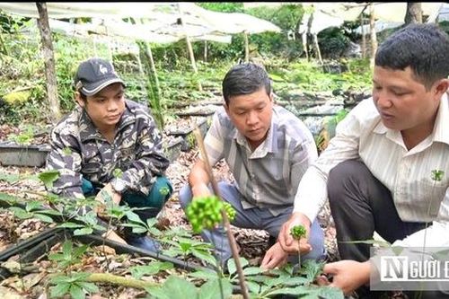 Hơn 2.000 hộ dân Xê Đăng thoát nghèo nhờ sở hữu 'báu vật' của người Việt