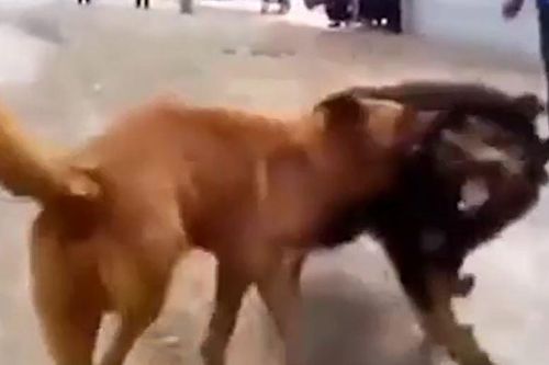 CLIP: Ngao Tây Tạng tử chiến với chó becgie và cái kết gây bất ngờ cho người xem