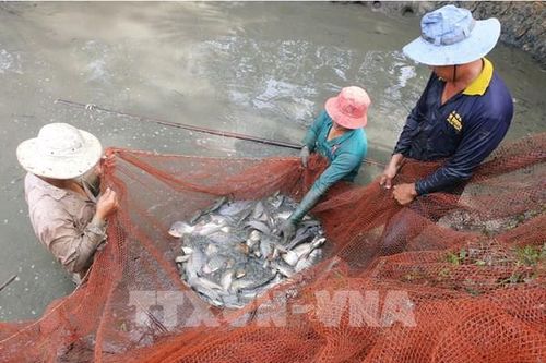 Sóc Trăng tăng chuỗi giá trị thủy sản nước ngọt