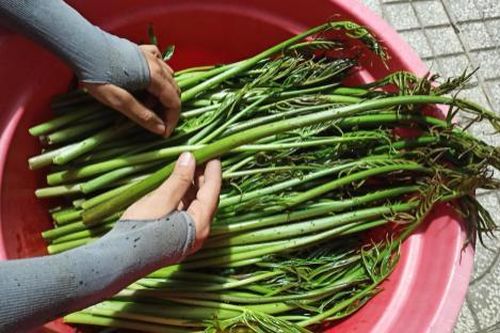 Loại rau dại xưa mọc đầy, giờ thành đặc sản được nhà hàng ưa chuộng, 50.000 đồng/kg