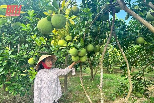 Ứng dụng khoa học - kỹ thuật trong sản xuất vườn trại