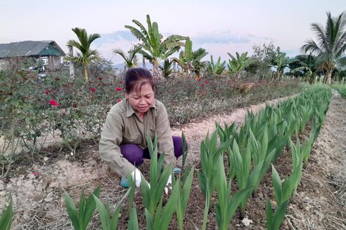 Chăm sóc hoa, cây cảnh phục vụ Tết