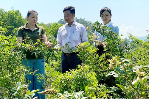 Nâng cao giá trị sản phẩm từ cây dược liệu
