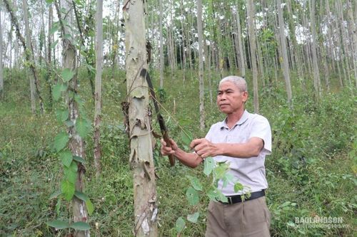 Vốn vay ưu đãi: Tạo đà giúp người dân Vân Nham vươn lên