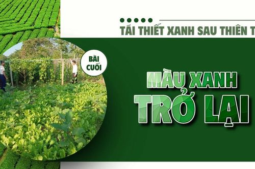 Bài cuối: Màu xanh trở lại