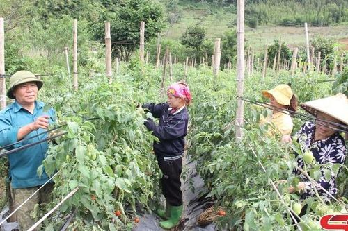 Vân Hồ nỗ lực xây dựng nông thôn mới