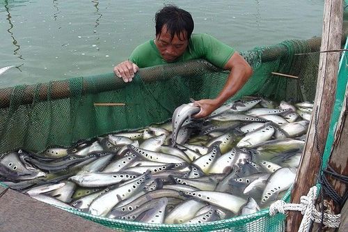 Hậu Giang: Sản lượng thủy sản 11 tháng năm 2024 ước đạt hơn 79,2 ngàn tấn