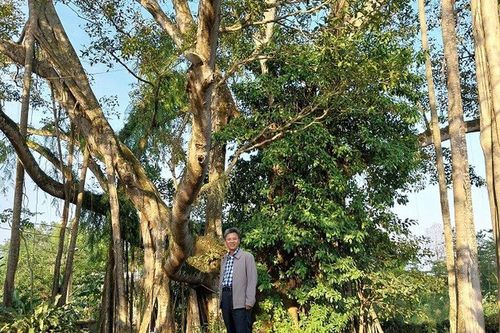 Tản mạn dưới bóng đa ngàn năm