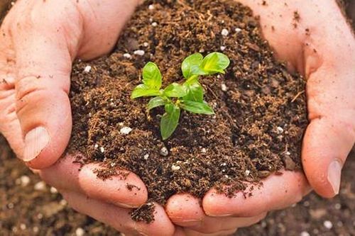 COP16 cam kết tài chính hơn 12 tỷ USD cho chống sa mạc hóa