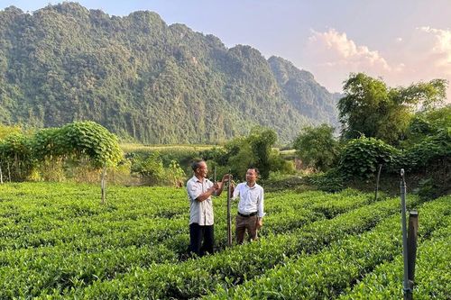 Áp dụng công nghệ sản xuất chè vụ đông