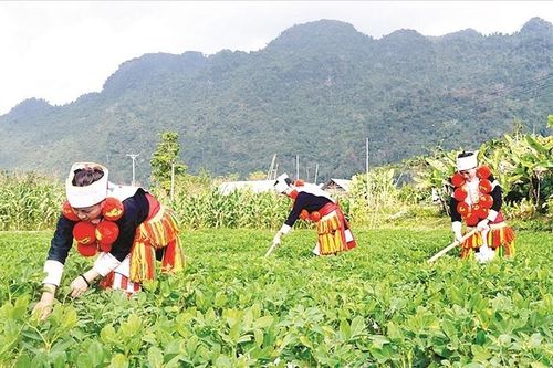 ODA 'mất tích' trong các dự án nông nghiệp của Việt Nam