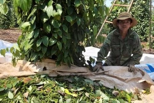 Chuyển đổi xanh để phát triển bền vững