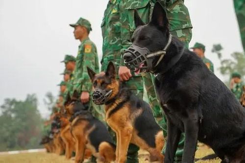 Quân khuyển cứu hộ Làng Nủ tham gia Triển lãm Quốc phòng