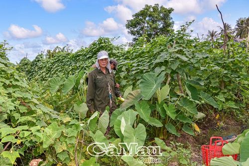 Chọn lựa thực phẩm sạch, an toàn cho sức khỏe