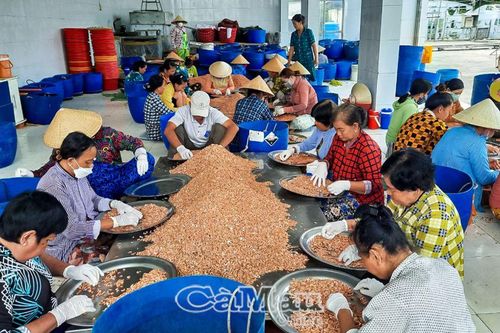 Tôm khô vào vụ Tết