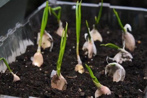 Cách trồng tỏi ở ban công vừa làm gia vị vừa trang trí