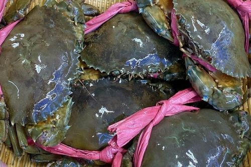 Bảo quản cua thế nào nếu chưa ăn ngay?