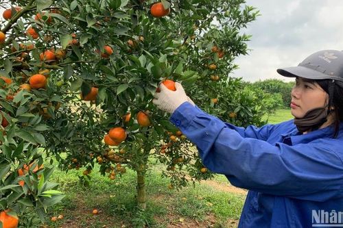 Phát triển bền vững cây ăn quả có múi: Không lấy diện tích làm mục tiêu