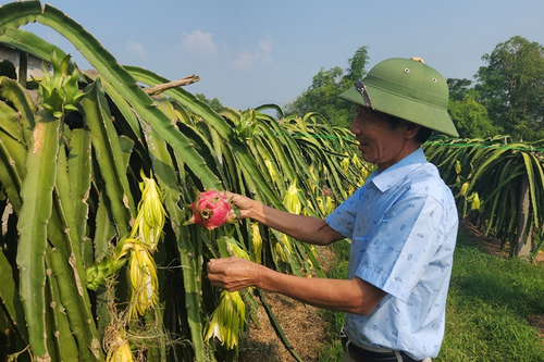 Thanh long ruột đỏ Lập Thạch vào vụ Tết
