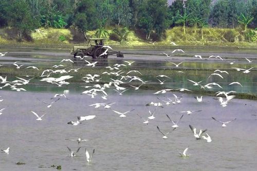 Hàng trăm con cò trắng lượn trên cánh đồng đang gieo sạ
