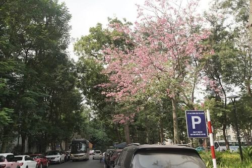 Loài hoa có tên đặc biệt 'làm hồng' góc phố Hà Nội